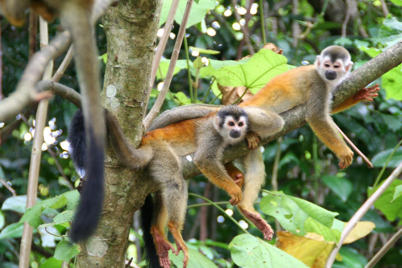 Hotel Manuel Antonio Park Eksteriør billede